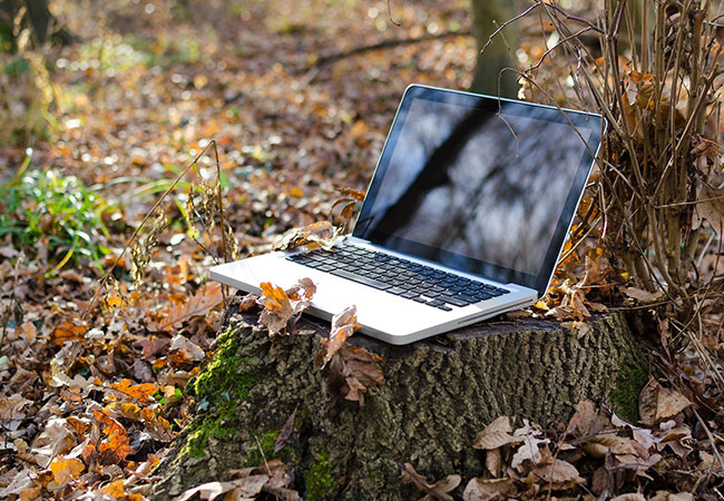 Strom sparen: Laptop auf Baumwurzel im Wald. Bild: Pixabay